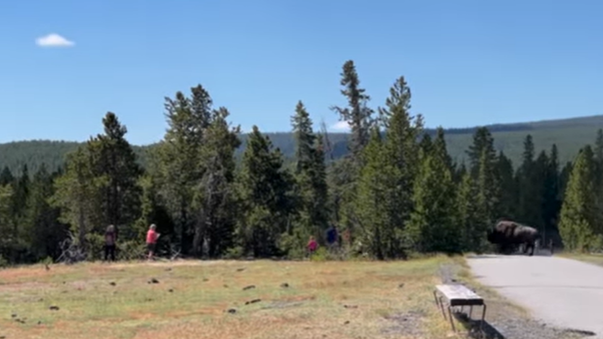 Video shows the “upset” bison charging and chasing the family in Yellowstone National Park.
