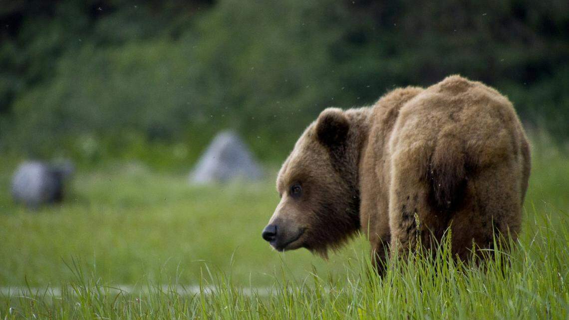 Wildlife officials announce intent to re-introduce grizzlies to the North Cascades region