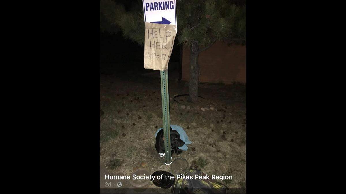A dog was found wrapped in a towel and tied to a pole with food, water and supplies — and a sign begging for help in Colorado.