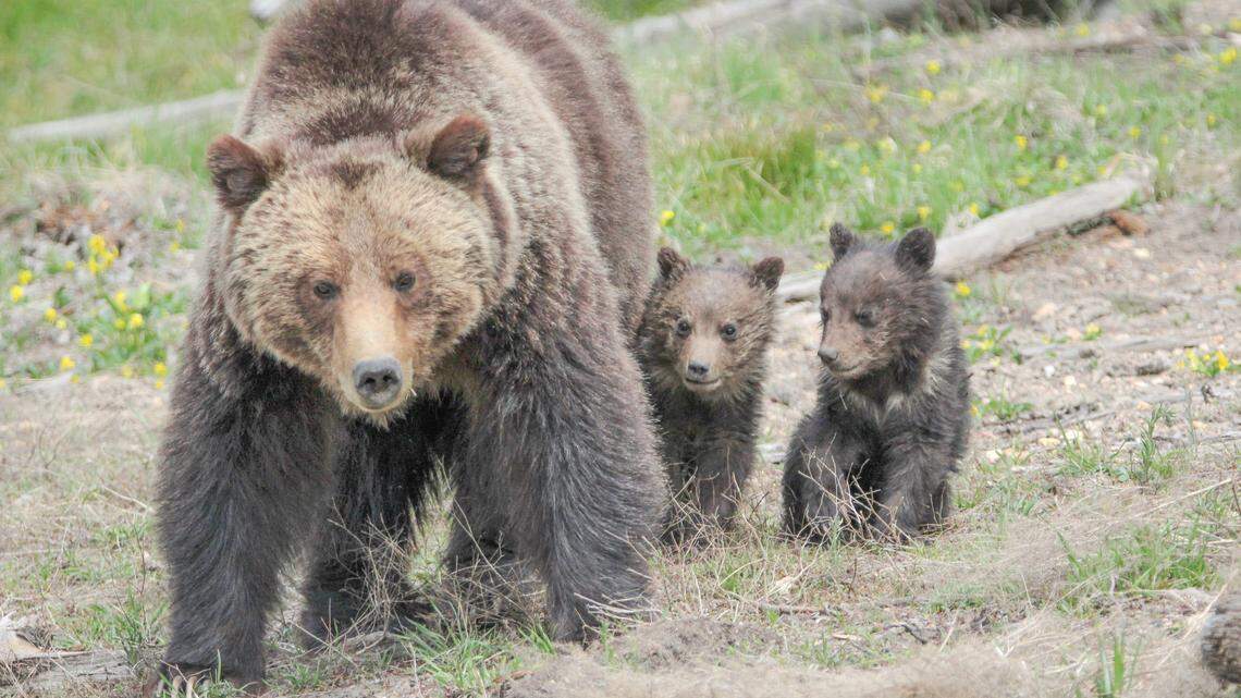 Hunters shot at a grizzly and two cubs (not the ones pictured) near West Yellowstone, Montana, officials say.