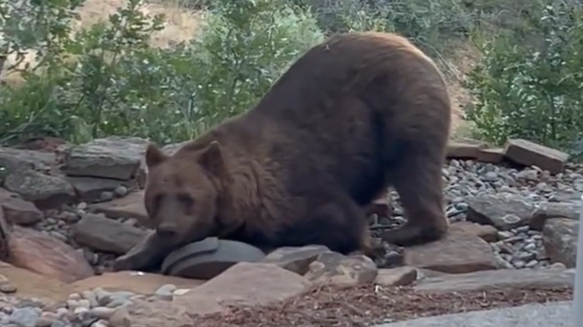 A black bear was recently spotted enjoying a cozy watering hole and deciding he liked the southern Colorado spot so much, he wanted to claim it for himself.