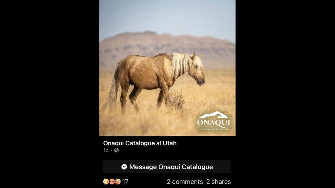 A “cherished” young stallion from Utah’s Onaqui wil horse herd was shot and killed, nonprofit groups said.
