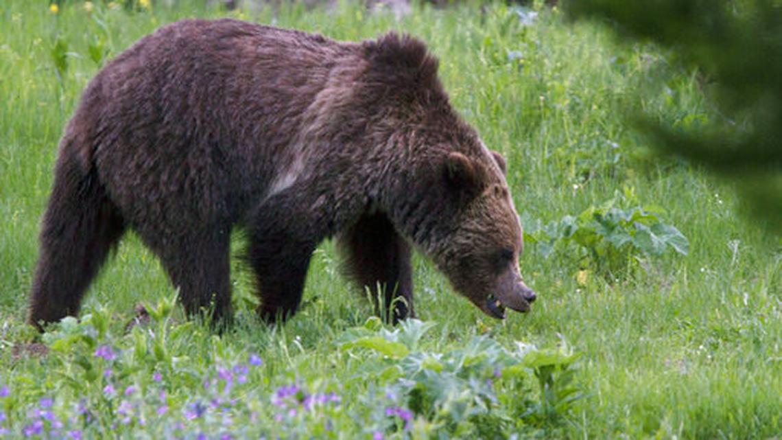 File photo of a grizzly
