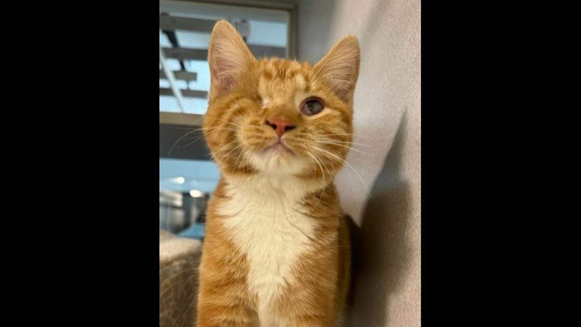 Luckee, an orange kitten, had one eye removed after she was found injured July 5 in Boise. She found a new home quickly.