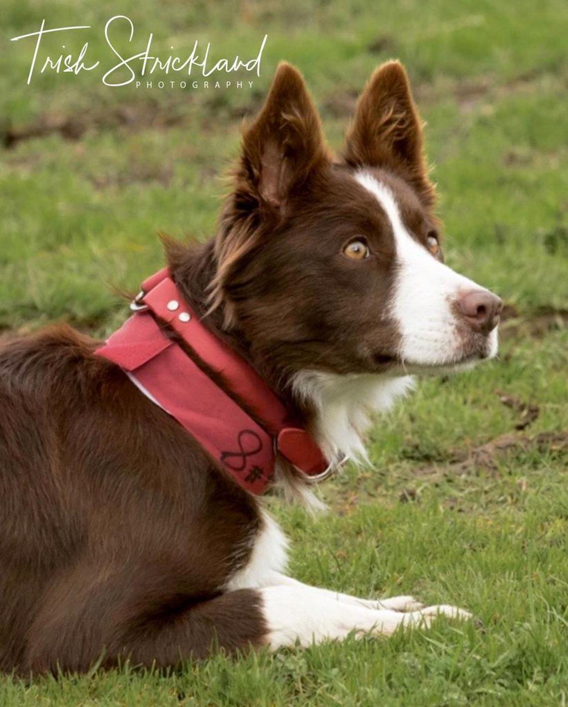 Gurdy sits on the stock trial field during the Red Bluff Bull & Gelding sale. The border collie, previously owned by Jeff Clausen, of Melba, sold for a record $30,000 to an Idaho-based cattle company.