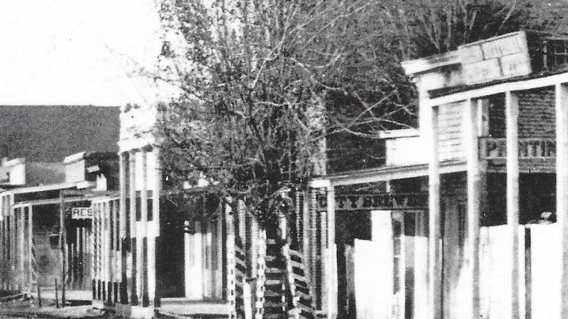 Boise’s Main Street trees took a terrible beating from horses in their first years.