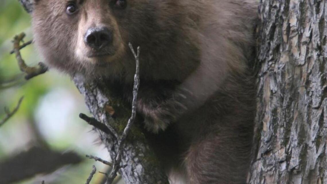Bears and Southern Idaho have rich history together