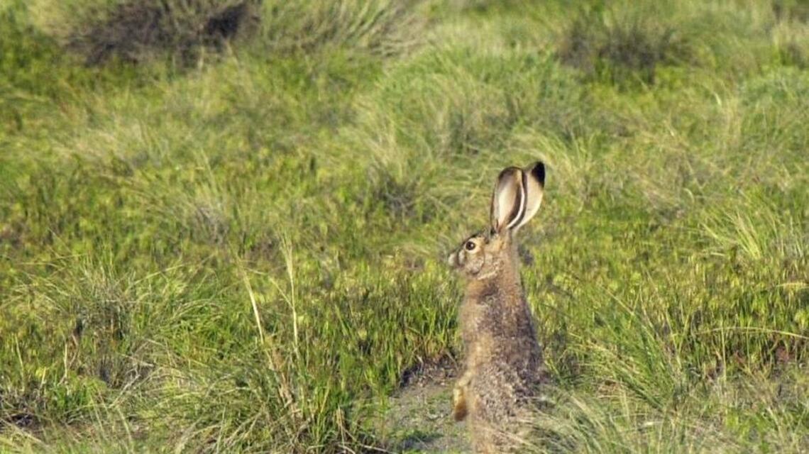 Jack rabbits by the thousands were a constant plague for Idaho farmers