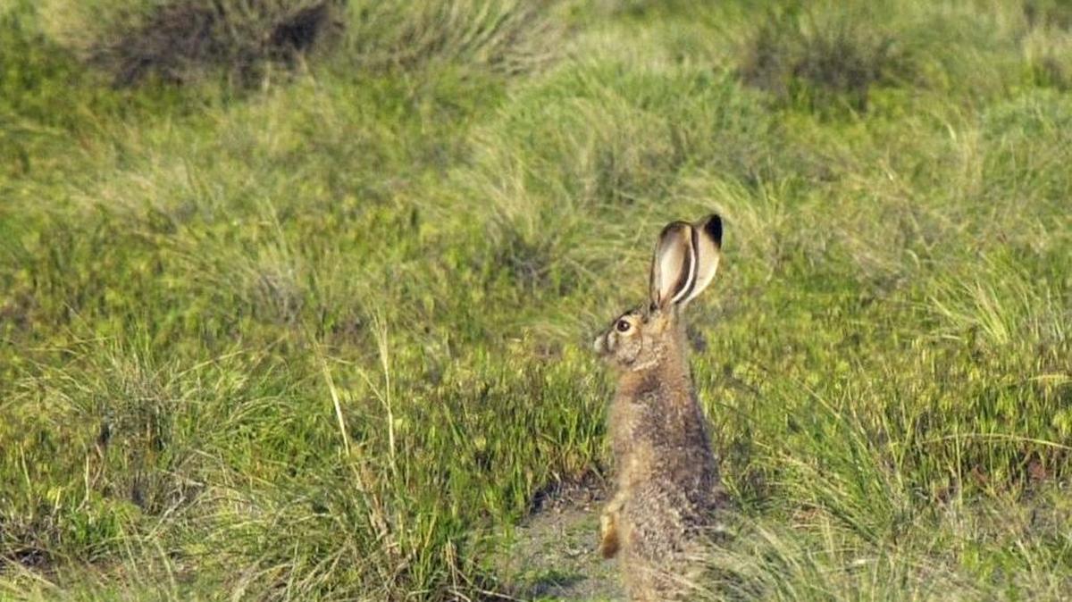 A black-tailed jack rabbit at Bruneau Dunes State Park.