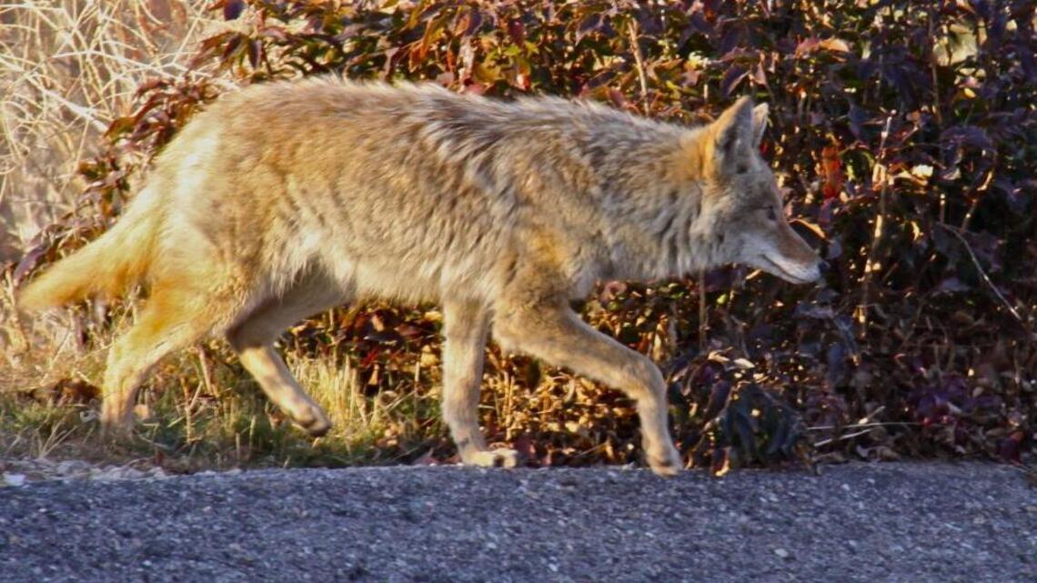 After coyotes attack dog in Foothills, officials advise leashing pets on some trails