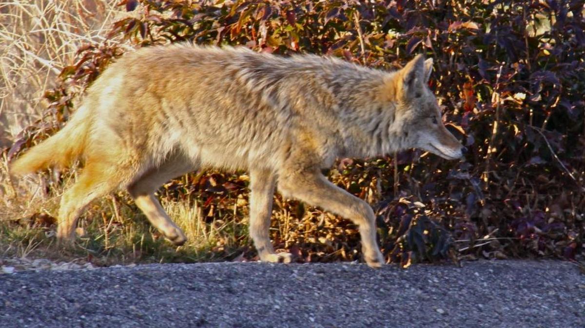 Coyotes are common in the Boise Foothills and can be seen, even in the day, stalking prey.