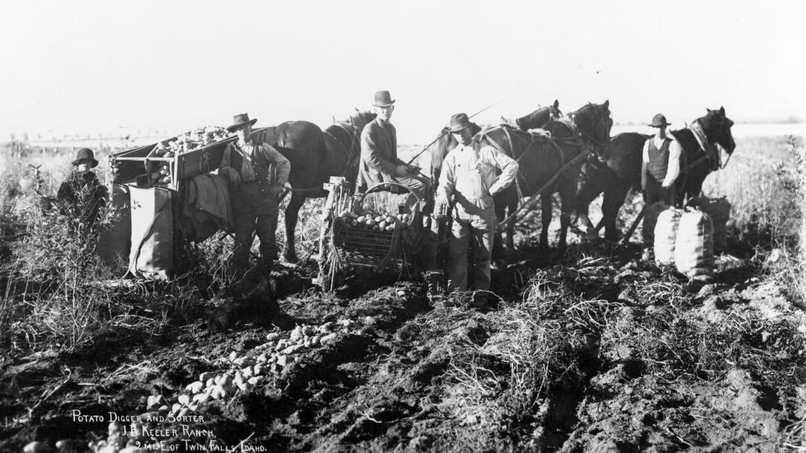 Clarence E. Bisbee, potato digger and sorter, at the J. B. Keeler Ranch in Twin Falls, courtesy of the Twin Falls Library.