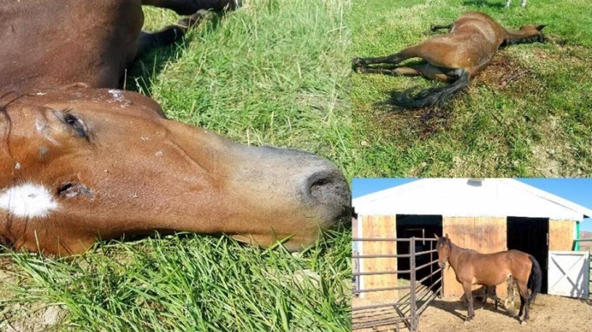Dee was a friendly Mustang mare, recently rescued from slaughter by a coordinated effort. She was tortured and killed Saturday night.