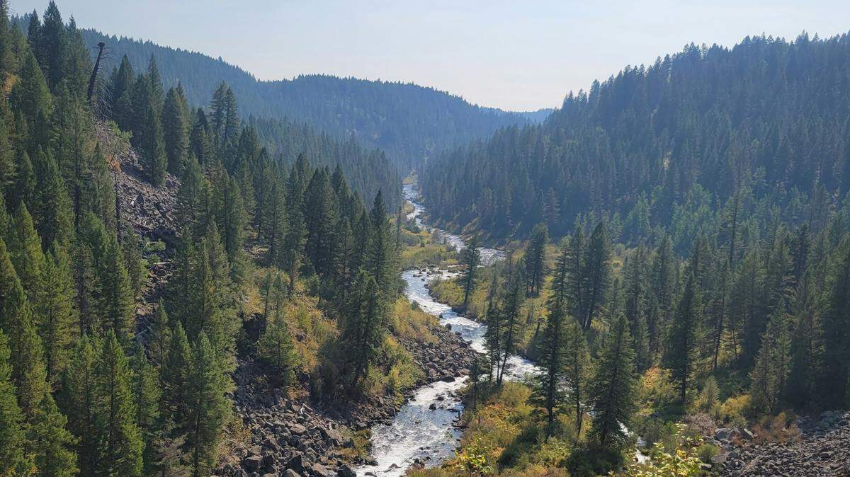 A grizzly bear was mistakenly shot and killed in Idaho’s Panhandle, wildlife officials said.