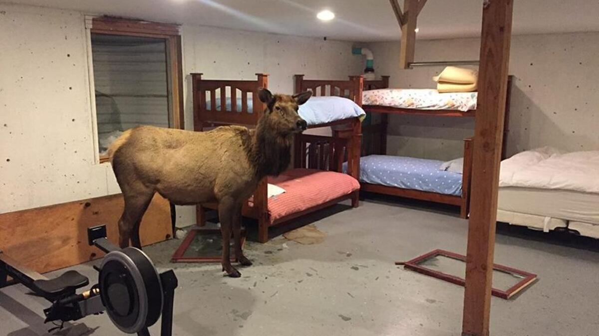 She came in through the basement window. Idaho Fish and Game posted this photo Thursday of the cow elk who dropped in on Hailey residents that evening — the third such incident in about a year.