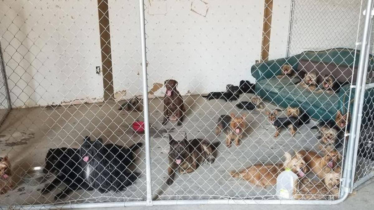 These dogs were rescued from a hoarding situation in a Weiser home and taken to an Oregon shelter.