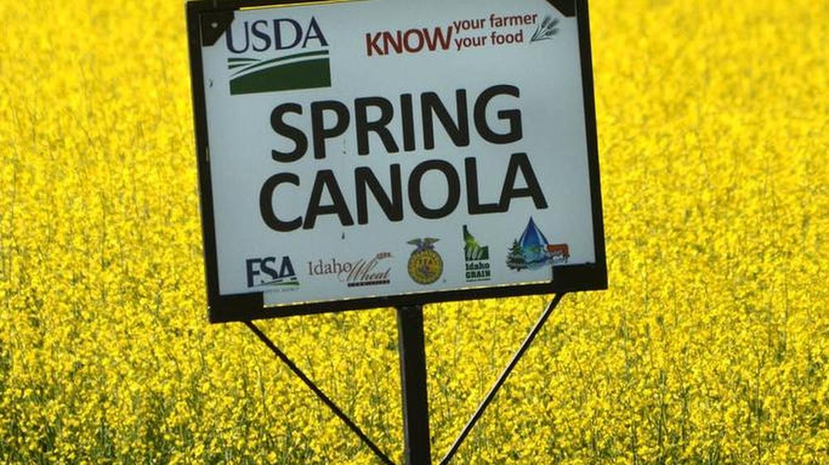 Large signs mark what kind of crops are growing along highways in Idaho and Lewis counties, such as this canola field in Ferdinand.