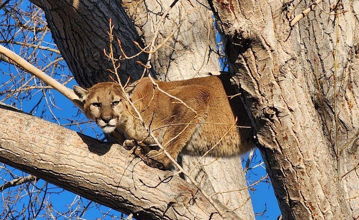 A young male mountain lion plunged from a tree after it was tranquilized April 18 in Pocatello, Idaho, officials said.