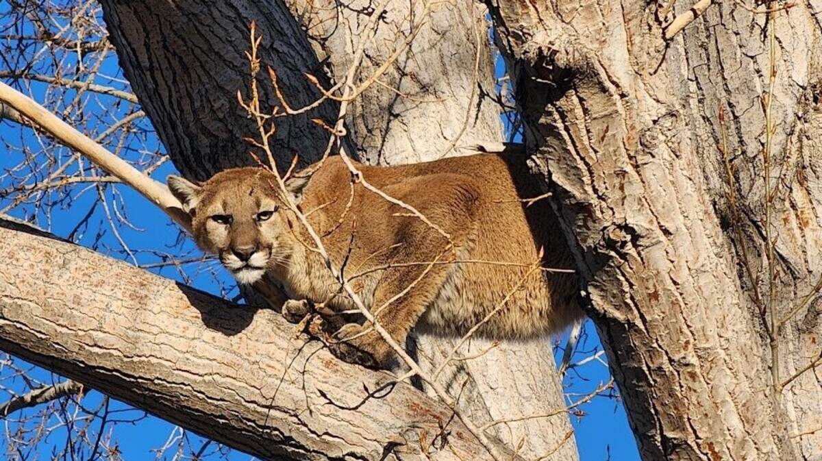 A mountain lion.