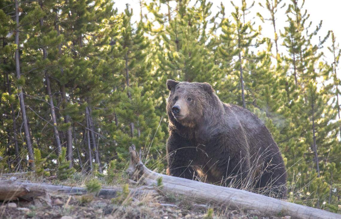 This 2020 file photo shows a grizzly bear in Yellowstone National Park. U.S. Fish and Wildlife Service is weighing a petition to delist Greater Yellowstone Ecosystem bears from Endangered Species Act protections.