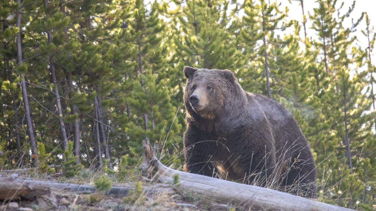 This 2020 file photo shows a grizzly bear in Yellowstone National Park. U.S. Fish and Wildlife Service is weighing a plan to restore grizzly populations in the Bitterroot Recovery Zone in Central Idaho.