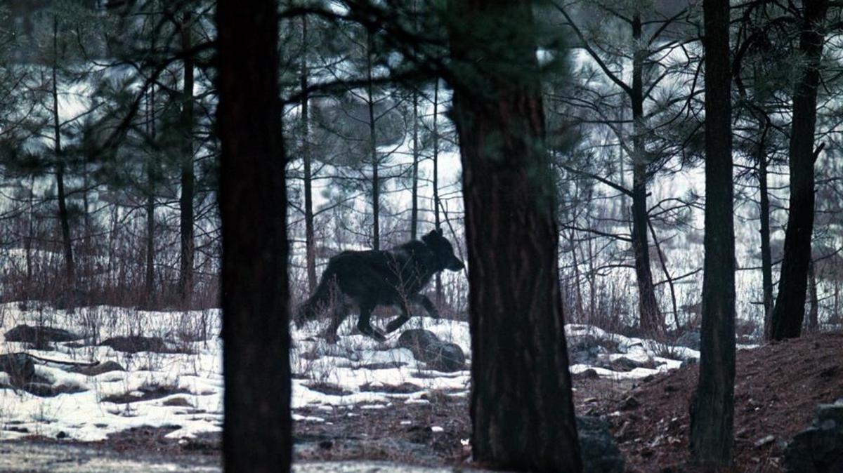 Wolf in the Frank Church-River of No Return Wilderness.