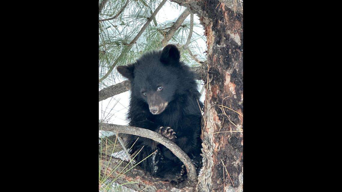 A small black bear cub was spotted alone along the Salmon River Road for several days