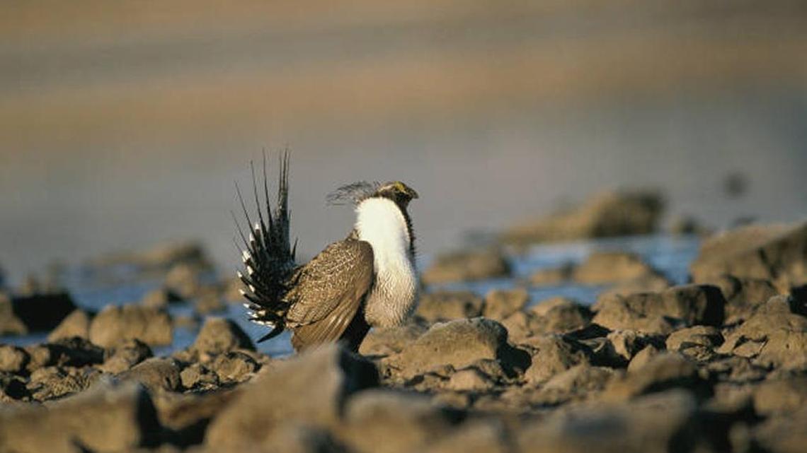 Male greater sage grouse in mating display on rocky ground in Modoc County, California.