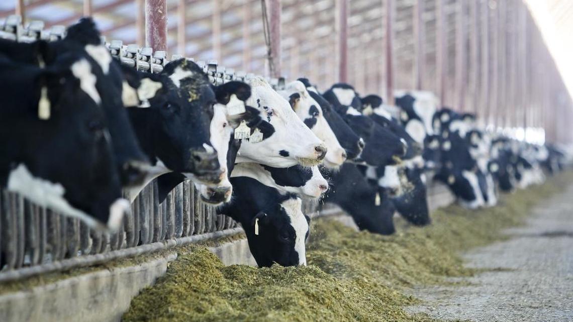 Idaho agriculture employs more than 40 percent of all of Idaho’s undocumented immigrants. Idaho’s dairy industry is eager to see immigration reform and “certainty” in U.S. policy, said Idaho Dairymen’s Association Executive Director Bob Naerebout.