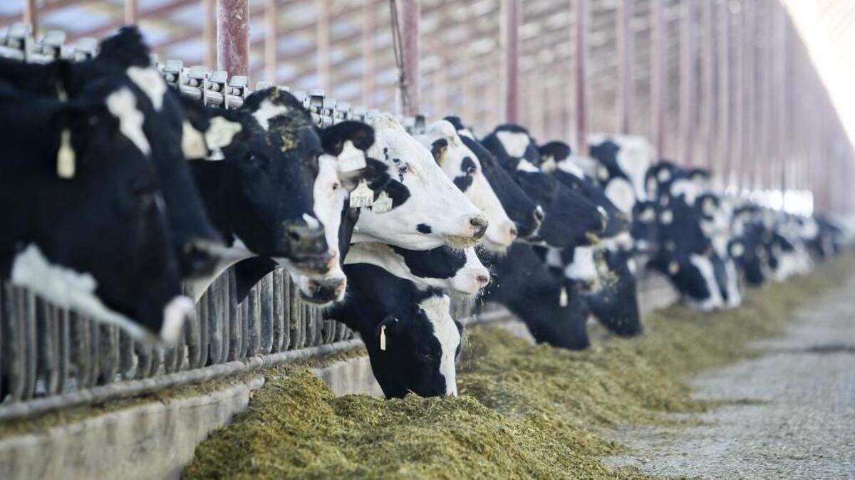 Idaho agriculture employs more than 40 percent of all of Idaho’s undocumented immigrants. Idaho’s dairy industry is eager to see immigration reform and “certainty” in U.S. policy, said Idaho Dairymen’s Association Executive Director Bob Naerebout.