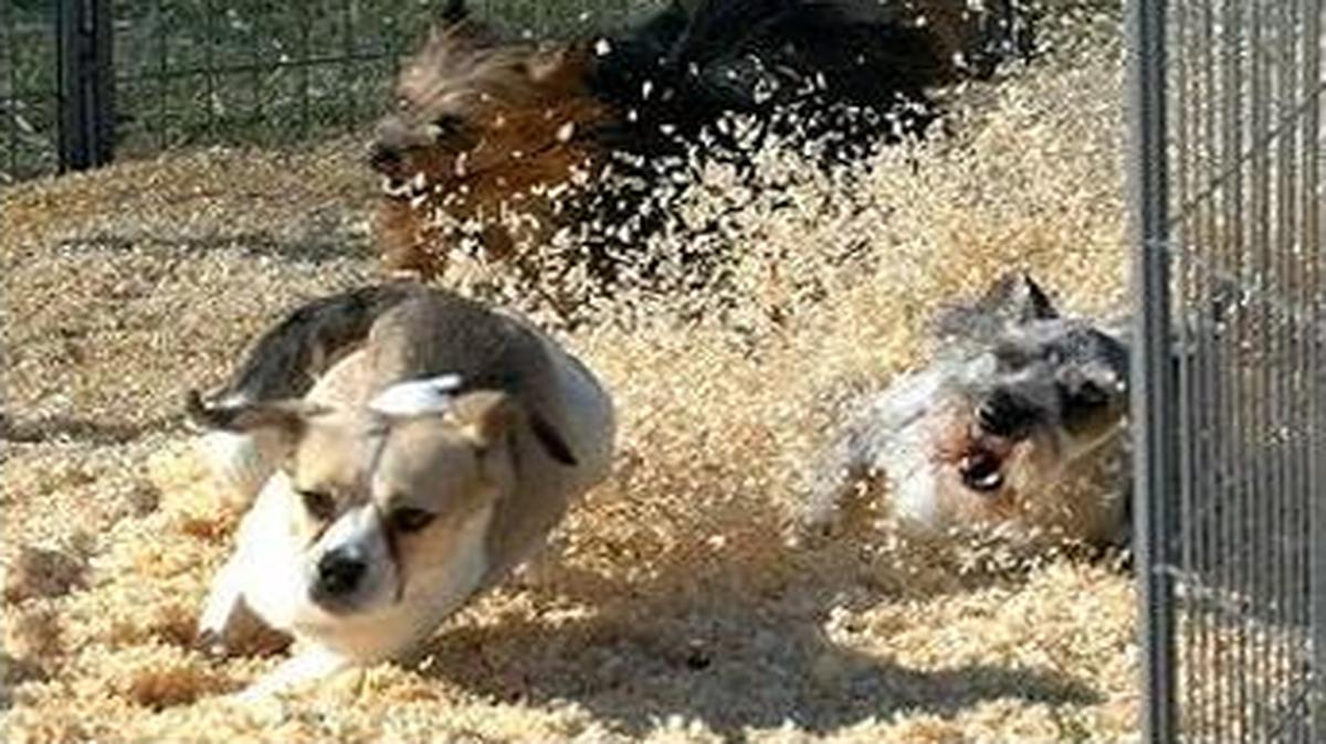 Rep. Clark Kauffman’s bill would allow attractions like the “Fido 500 Mini Dog Races” at Idaho fairs.
