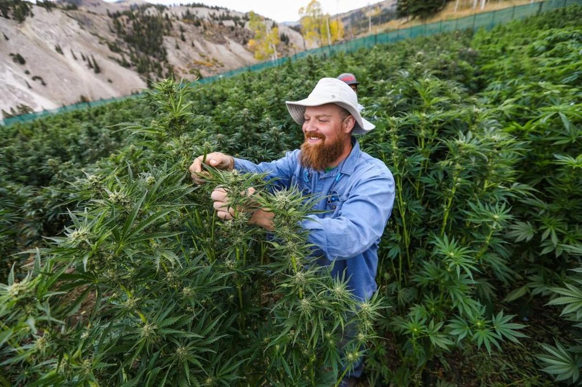 Joey Hoover trims leaves off marijuana plants at the Pot Zero outdoor grow field Sept. 22, 2017, outside Gypsum, Colo. Hoover is removing the larger leaves in preparation for removing the flowering bud.