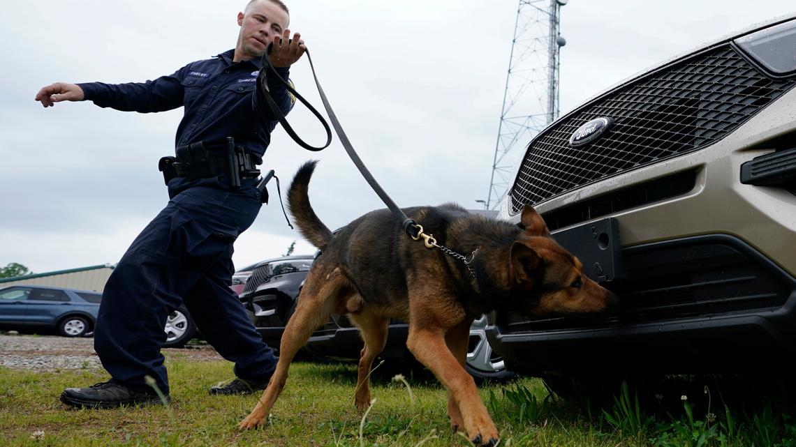 Virginia State Police K-9 officer works his dog at state police headquarters in 2021. The Idaho Supreme Court ruled that a police drug-sniffing dog trespassed and conducted an illegal search by putting its paws on a Mountain Home man’s vehicle.