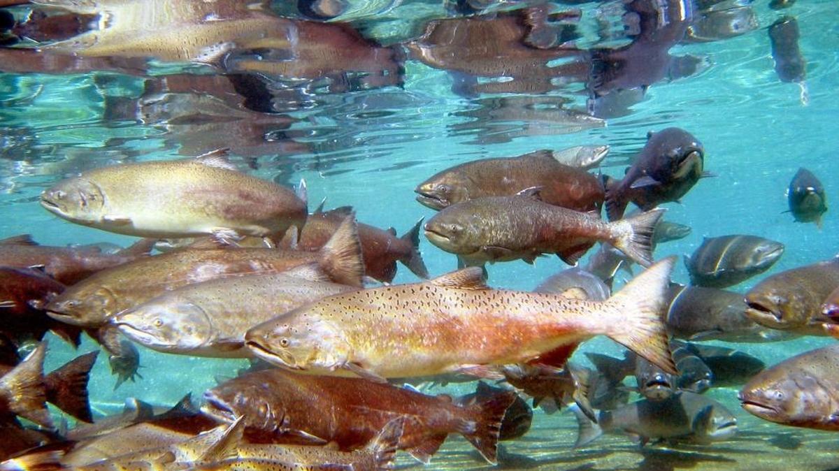 Scientists, together with composers, are using data collected from these fish to generate music in the hopes of understanding spawning and migration behavior.