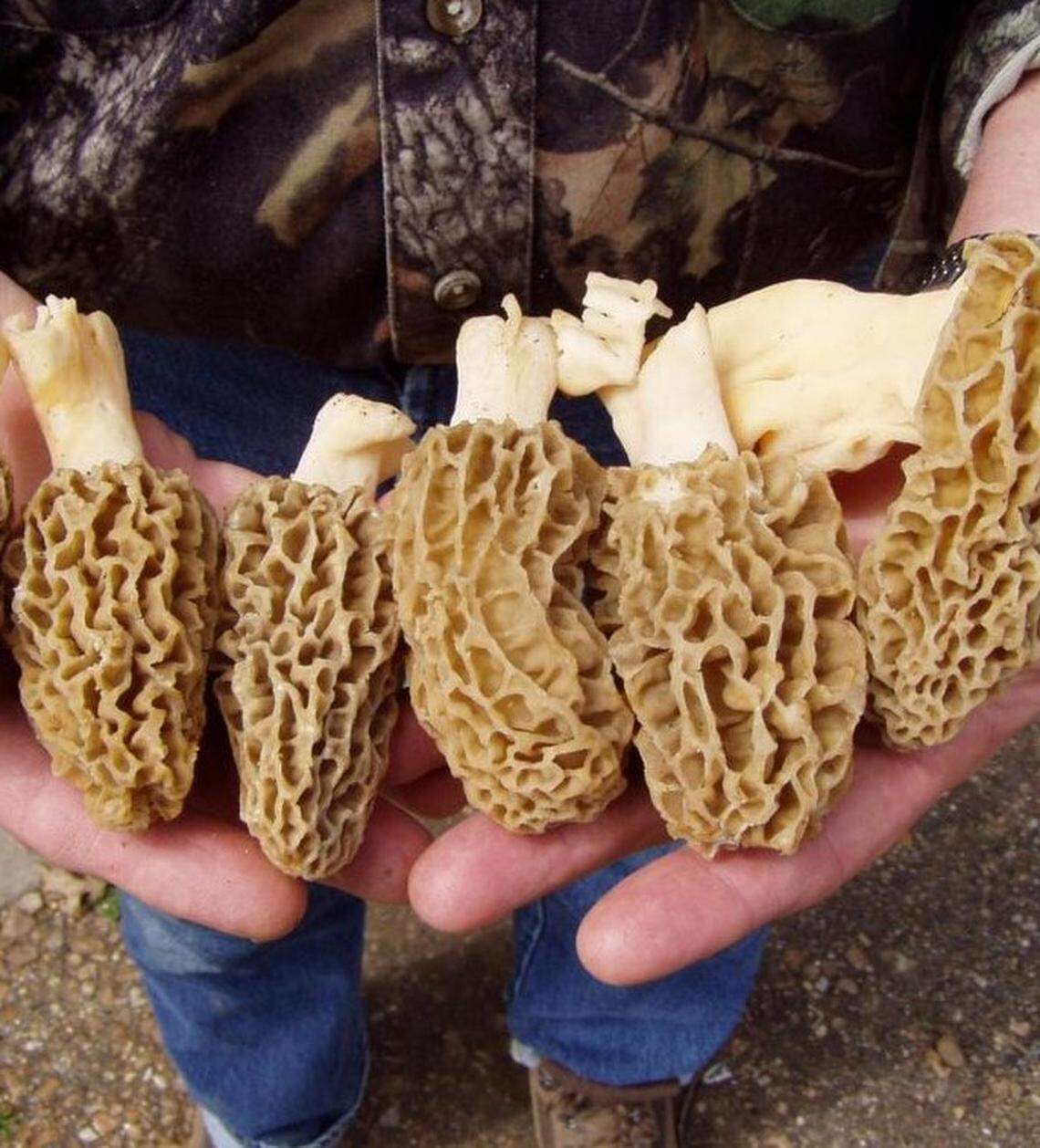 Yellow morel mushrooms are less common in the PNW, where primarily black morels are found.