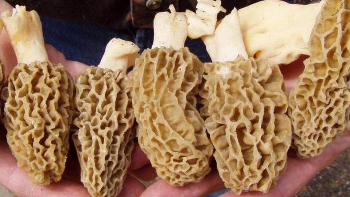 It’s mushroom season in WA. How to tell true morels from deadly fakes