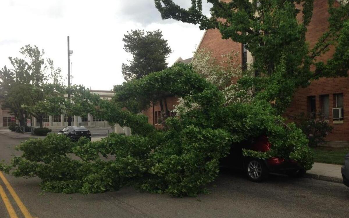 A tree fell on this car around 6 p.m. Friday near the intersection of 10th and State streets.