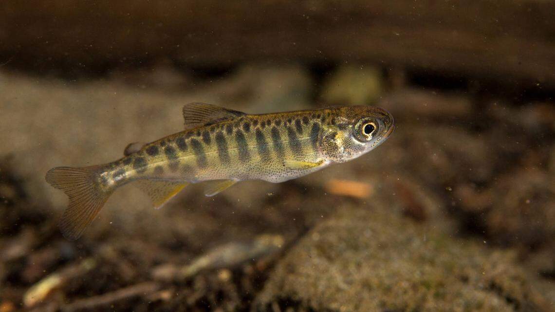 A nearly $10 million federal grant will help Lummi Nation improve habitat for young Chinook salmon on the South Fork of the Nooksack River.