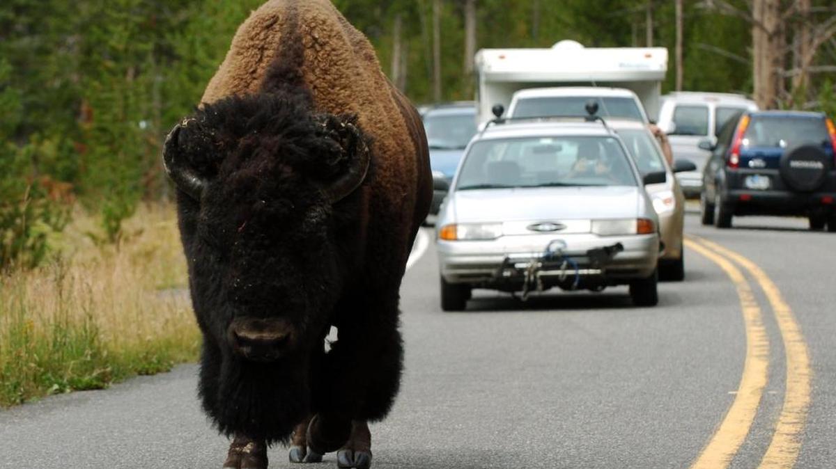 A bison holds up tourist traffic in Yellowstone National Park. A bison in the park gored a California woman on Wednesday after a crowd got too close to the animal.