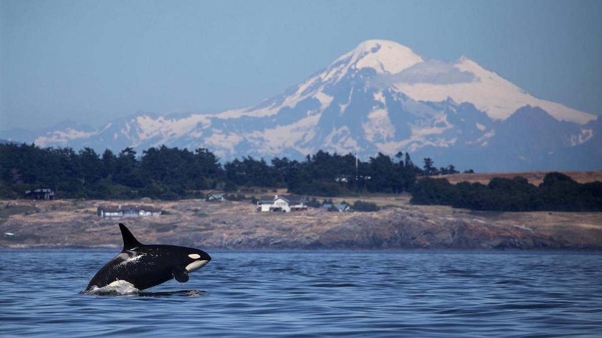 A southern resident orca breaches in Haro Strait just off San Juan Island, with Mt. Baker in the background.