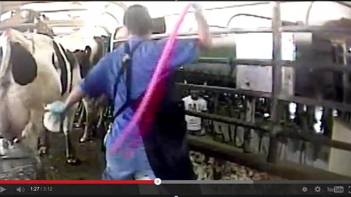 An image from Mercy for Animals' secretly filmed video of animal abuse — such as this cow being beaten with a pink cane — at Bettencourt Dairies in Hansen in 2012. The video led to Idaho's controversial ag-gag law.