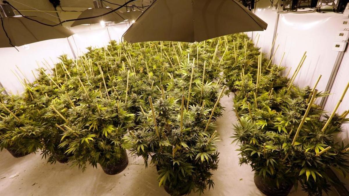 In this file photo taken Jan. 13, 2015, marijuana plants sit under powerful lamps in a growing facility in Arlington, Wash. Washington launched its second-in-the-nation legal marijuana market with just a handful of stores selling high-priced pot to long lines of customers. A year later, the state has about 160 shops open, tax revenues have soared past expectations and sales top $1.4 million per day.