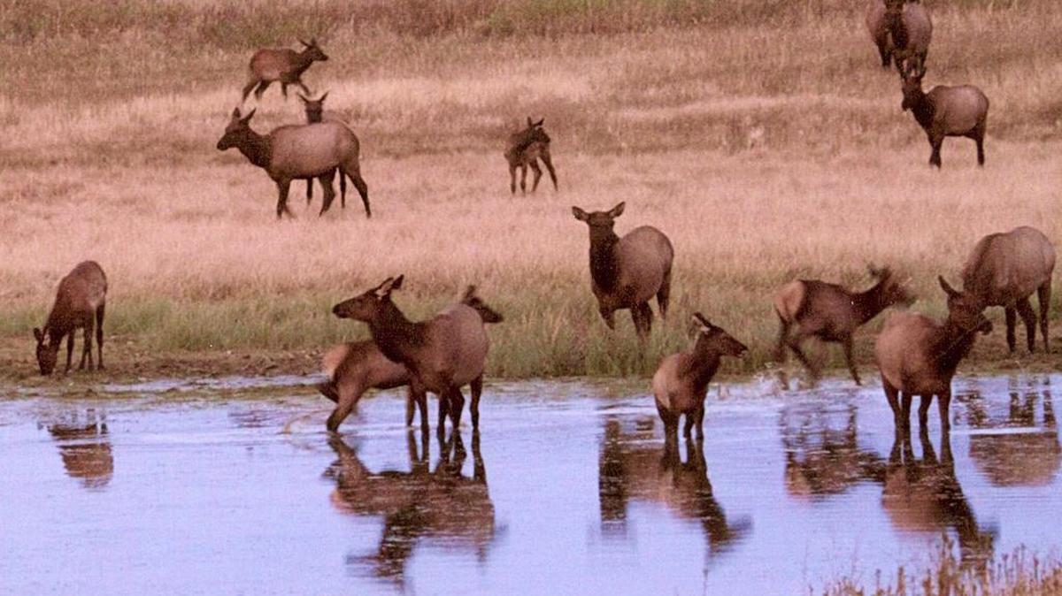 What’s the right way to balance hunter rights and traditions while recognizing landowner contributions? Elk herds are commonly found on and around agriculture land, and over the years the Fish and Game Commission has approved some special tags for landowners to recognize the damage to private property. But tags like that are at the heart of a conflict involving lawmakers, hunters, the F&G Commission and the governor.