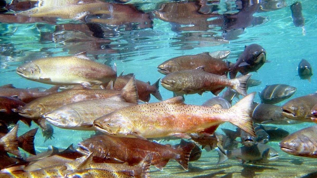“Having educated myself on the topic and focused on the positions of environmental groups as opposed to the operators of the dams, it is clear to me that our wild fish are in grave peril of extinction,” writes Link Jackson.
