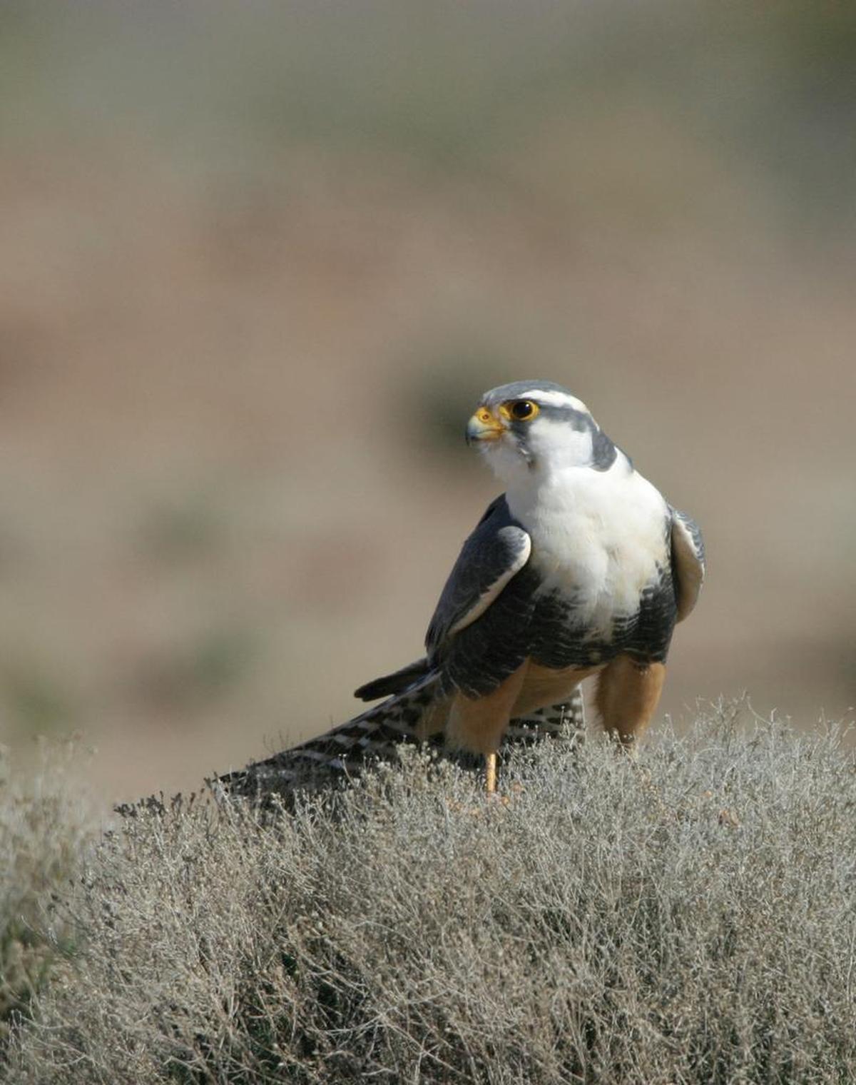 Adult aplomado falcons have a steel-gray dorsal plumage (“aplomado” is Spanish for gray or lead colored).