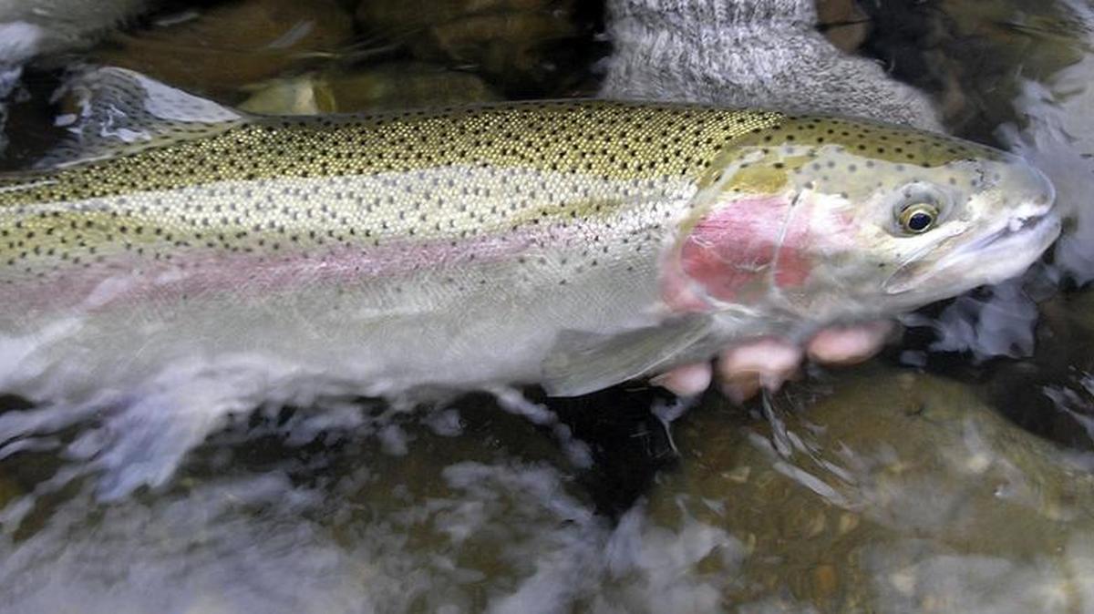 Steelhead are one of Idaho’s top trophy fish due to their large size, hard fighting ability and challenge to hook. Adult steelhead return to Idaho in the summer and fall, then spend the winter in large rivers before moving into headwaters and tributaries to spawn. Steelhead are native fish nearly identical to rainbow trout.