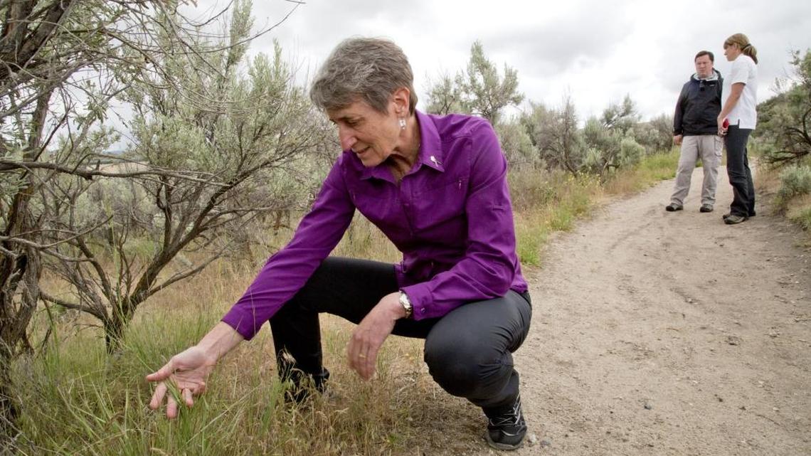Sally Jewell, former U.S. secretary of the interior, examines a patch of cheat grass on the side of Hull’s Gulch Trail in the Boise Foothills on Tuesday May 19, 2015. Jewell was in Boise to announce a collaborative strategies plan that would help local, state and federal firefighting agencies better deal with intense wildfires.