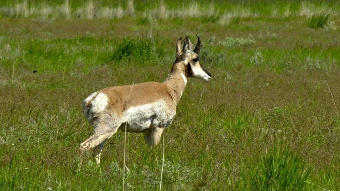 Fish and Game: Poacher shot pronghorn in Elmore County, leaving her newborn fawn nearby