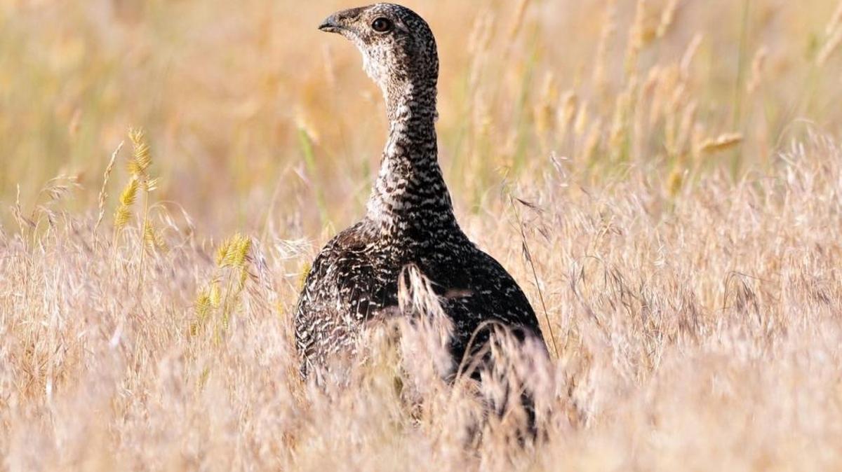 Photo Courtesy of Keith Penner, U.S. Fish and Wildlife. Sage Grouse in Cokeville National Wildlife Refuge.