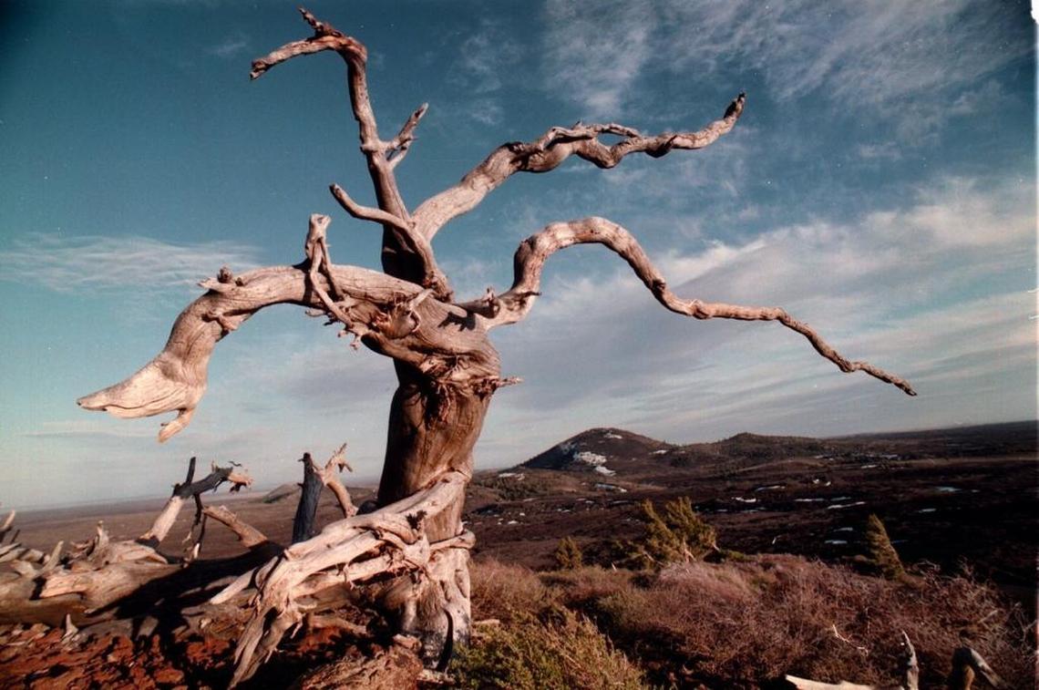 Idaho’s Craters of the Moon National Monument is starkly beautiful. This limber pine atop Inferno Cone frames Big Cinder Butte, one of the world’s largest purely basaltic cinder cones.
